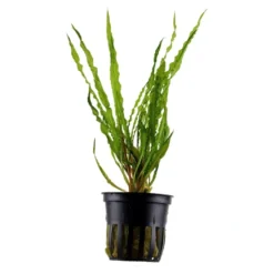 Tropica Akvarieplante i potte Cryptocoryne crispatula