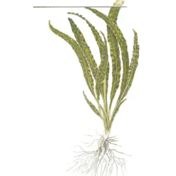Tropica Akvarieplante i potte Cryptocoryne crispatula