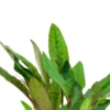 Tropica Akvarieplante i potte Cryptocoryne beckettii petchii