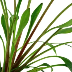 Tropica Akvarieplante i potte Cryptocoryne x willisii