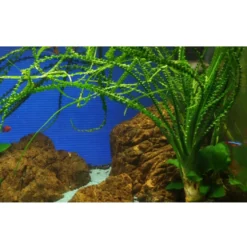Tropica Akvarieplante i potte Crinum calamistratum