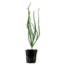 Tropica Akvarieplante i potte Crinum calamistratum