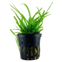 Tropica Akvarieplante i potte Sagittaria subulata