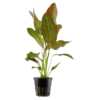 Tropica Akvarieplante i potte Echinodorus Ozelot