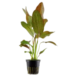 Tropica Akvarieplante i potte Echinodorus Ozelot