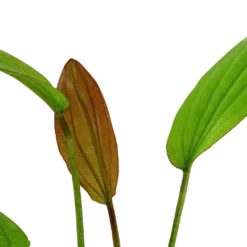 Tropica Akvarieplante i potte Echinodorus Rose