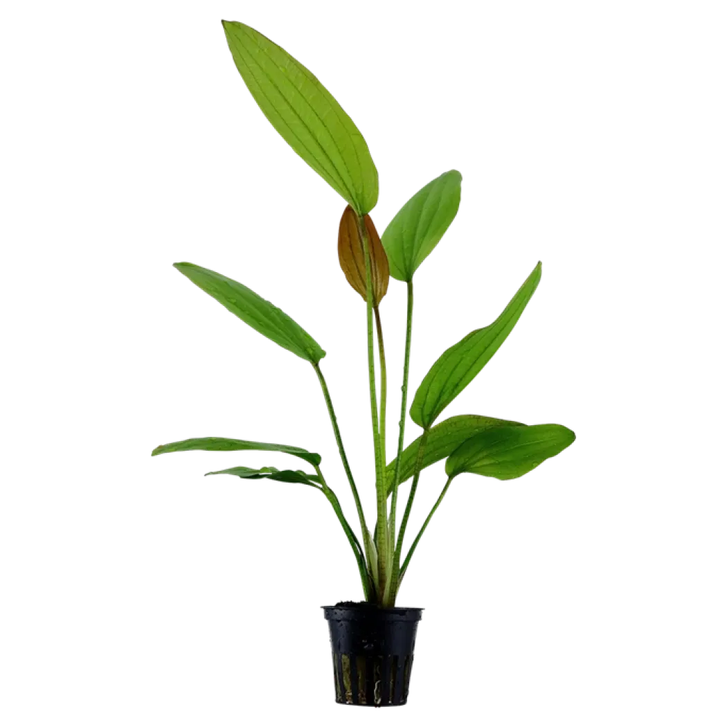 Tropica Akvarieplante i potte Echinodorus Rose