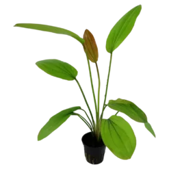 Tropica Akvarieplante i potte Echinodorus Rose