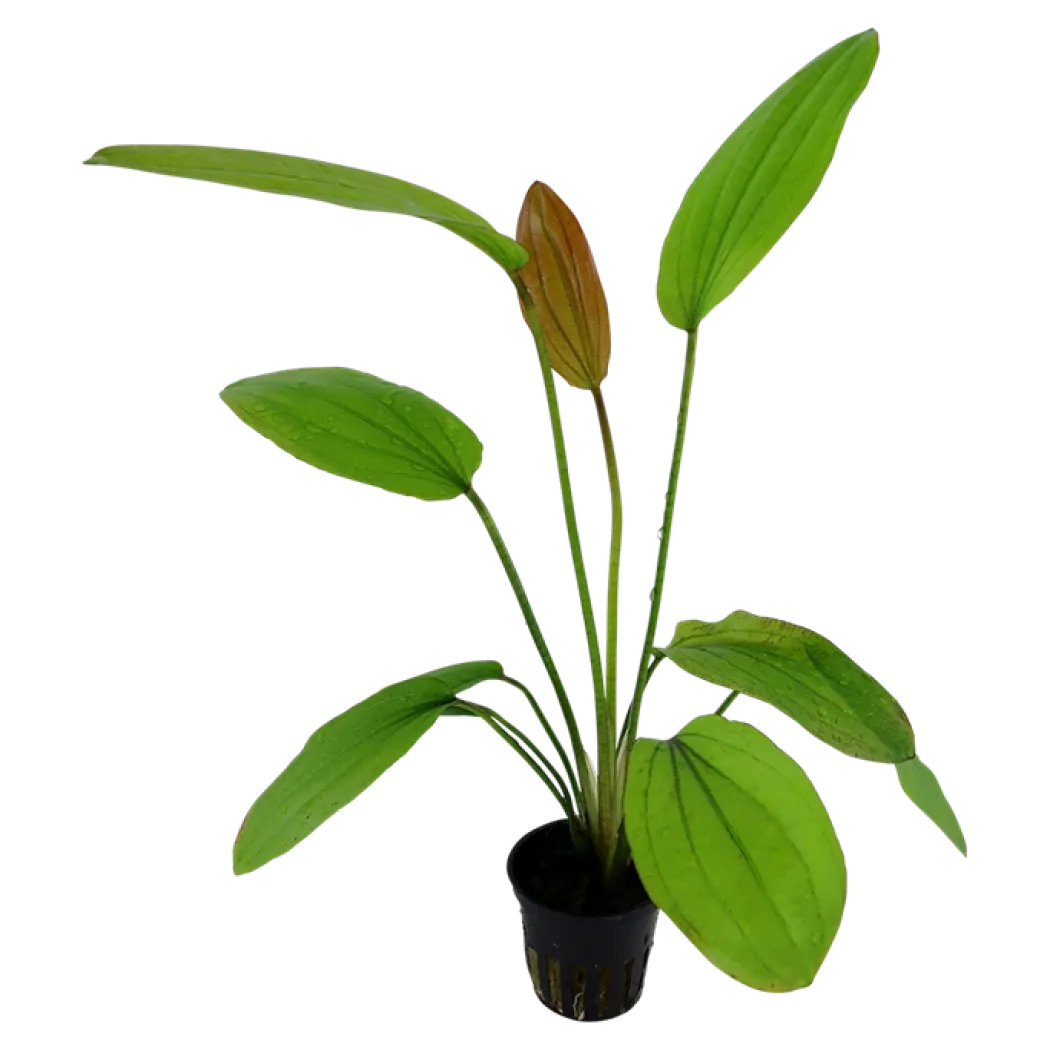 Tropica Akvarieplante i potte Echinodorus Rose