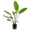 Tropica Akvarieplante i potte Echinodorus x barthii