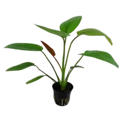Tropica Akvarieplante i potte Echinodorus x barthii