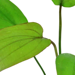 Tropica Akvarieplante i potte Echinodorus x barthii