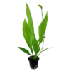Tropica Akvarieplante i potte Echinodorus grisebachii (bleherae)