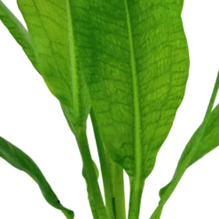 Tropica Akvarieplante i potte Echinodorus grisebachii (bleherae)
