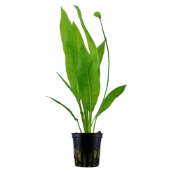 Tropica Akvarieplante i potte Echinodorus grisebachii (bleherae)