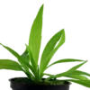 Tropica Akvarieplante i potte Helanthium bolivianum Quadricostatus