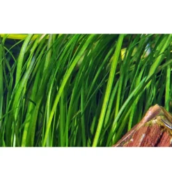 Tropica Akvarieplante i potte Vallisneria spiral (Tiger)