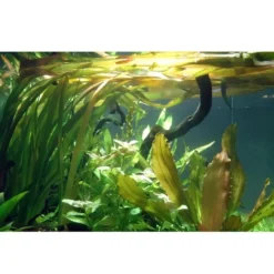 Tropica Akvarieplante i potte Vallisneria americana gigantea