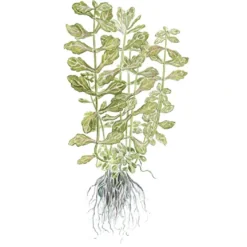 Tropica Akvarieplante i potte Shinnersia Rivularis Weiss-Grün