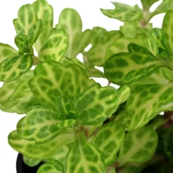 Tropica Akvarieplante i potte Shinnersia Rivularis Weiss-Grün