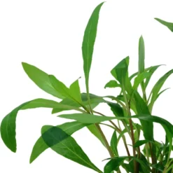 Tropica Akvarieplante i potte Hygrophila Siamensis 53B