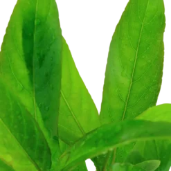 Tropica Akvarieplante i potte Hygrophila Corymbosa Stricta