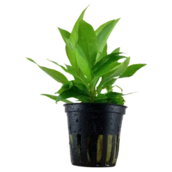 Tropica Akvarieplante i potte Hygrophila Corymbosa Stricta