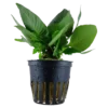 Tropica Akvarieplante i potte Hygrophila corymbosa Compact