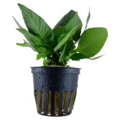 Tropica Akvarieplante i potte Hygrophila corymbosa Compact