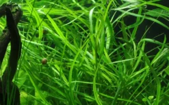 Tropica Akvarieplante i potte Hygrophila costata