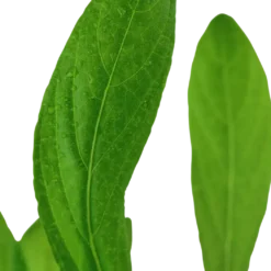 Tropica Akvarieplante i potte Hygrophila costata