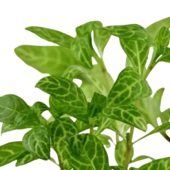 Tropica Akvarieplante i potte Hygrophila polysperma Rosanervig