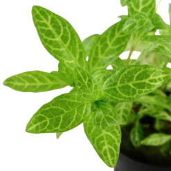 Tropica Akvarieplante i potte Hygrophila polysperma Rosanervig