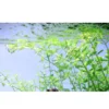 Tropica Akvarieplante i potte Micranthemum umbrosum