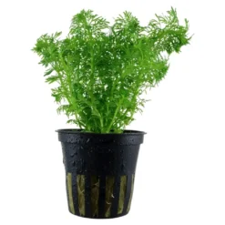 Tropica Akvarieplante i potte Limnophila sessiliflora