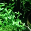 Tropica Akvarieplante i potte Bacopa monnieri Compact
