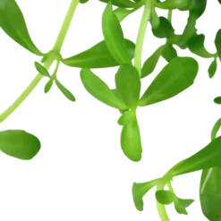 Tropica Akvarieplante i potte Bacopa monnieri Compact