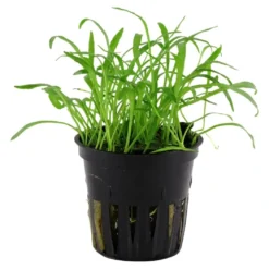 Tropica Akvarieplante i potte Lilaeopsis brasiliensis