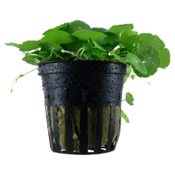 Tropica Akvarieplante i potte Hydrocotyle verticillata