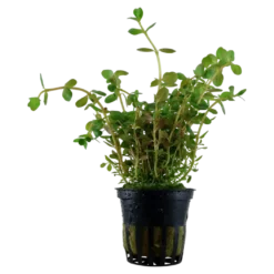 Tropica Akvarieplante i potte Rotala rotundifolia