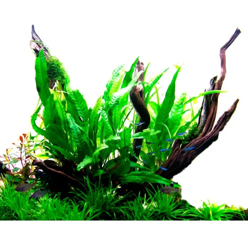Tropica Akvarieplante i potte Microsorum pteropus