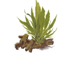 Tropica Akvarieplante i potte Microsorum pteropus