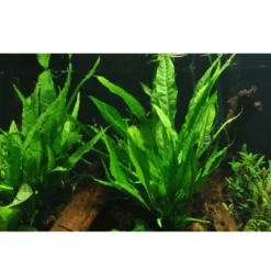 Tropica Akvarieplante i potte Microsorum pteropus