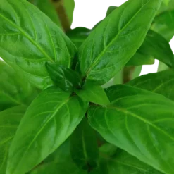 Tropica Akvarieplante i potte Staurogyne repens