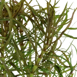 Tropica Akvarieplante i potte Pogostemon stellatus