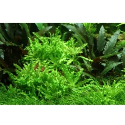 Tropica Akvarieplante i potte Pogostemon helferi