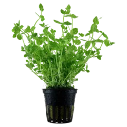 Tropica Akvarieplante i potte Lindernia rotundifolia