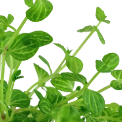 Tropica Akvarieplante i potte Lindernia rotundifolia