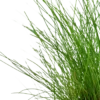 Tropica Akvarieplante ipotte Eleocharis parvula