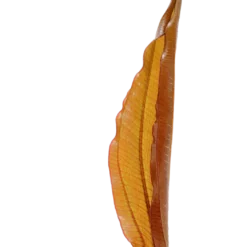 Tropica Akvarieplante i potte Echinodorus Red Diamond